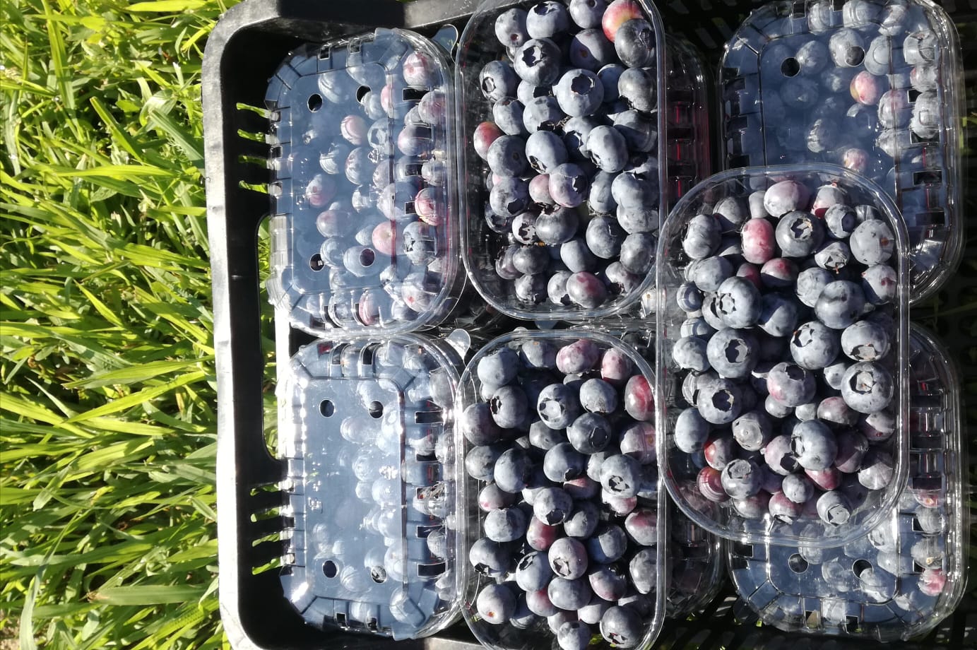 Venderé Blueberry Frutas recién cosechadas