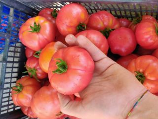 Tomates / calidad - calidad I - Judías verdes