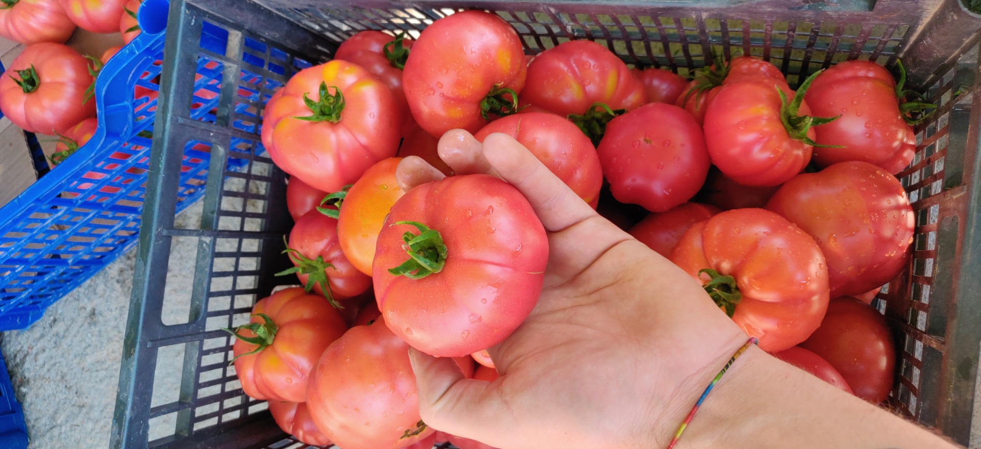 Tomates / calidad - calidad I - Judías verdes calidad I Cultivado orgánicamente, ¡joven productor invirtiendo tiempo y placer en lo que ofrece! Gracias !