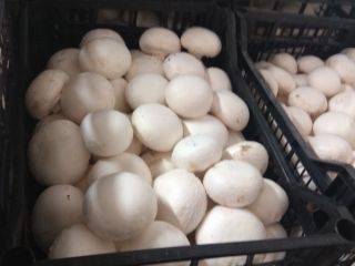 Buen día, damas y caballeros. Tenemos un hongo blanco