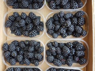 Bandejas de 1 kg Cestas de 125 g