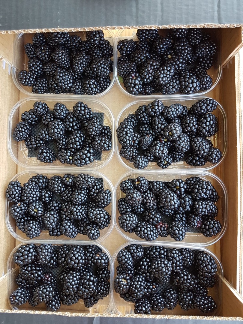 Bandejas de 1 kg Cestas de 125 g