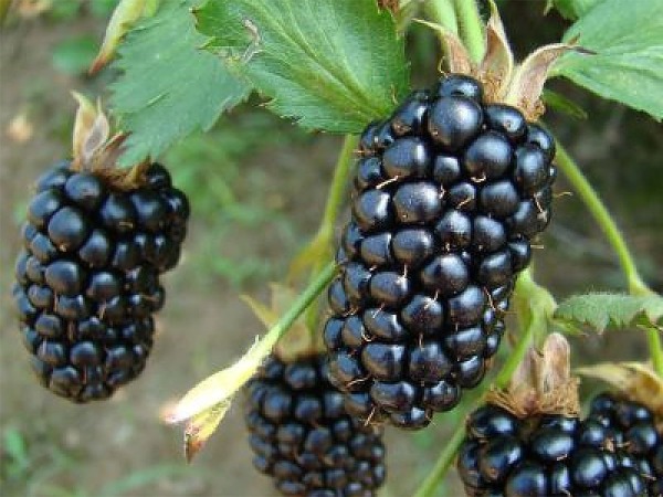 Venderé Blackberry, grandes cantidades, tres variedades, larga cooperación