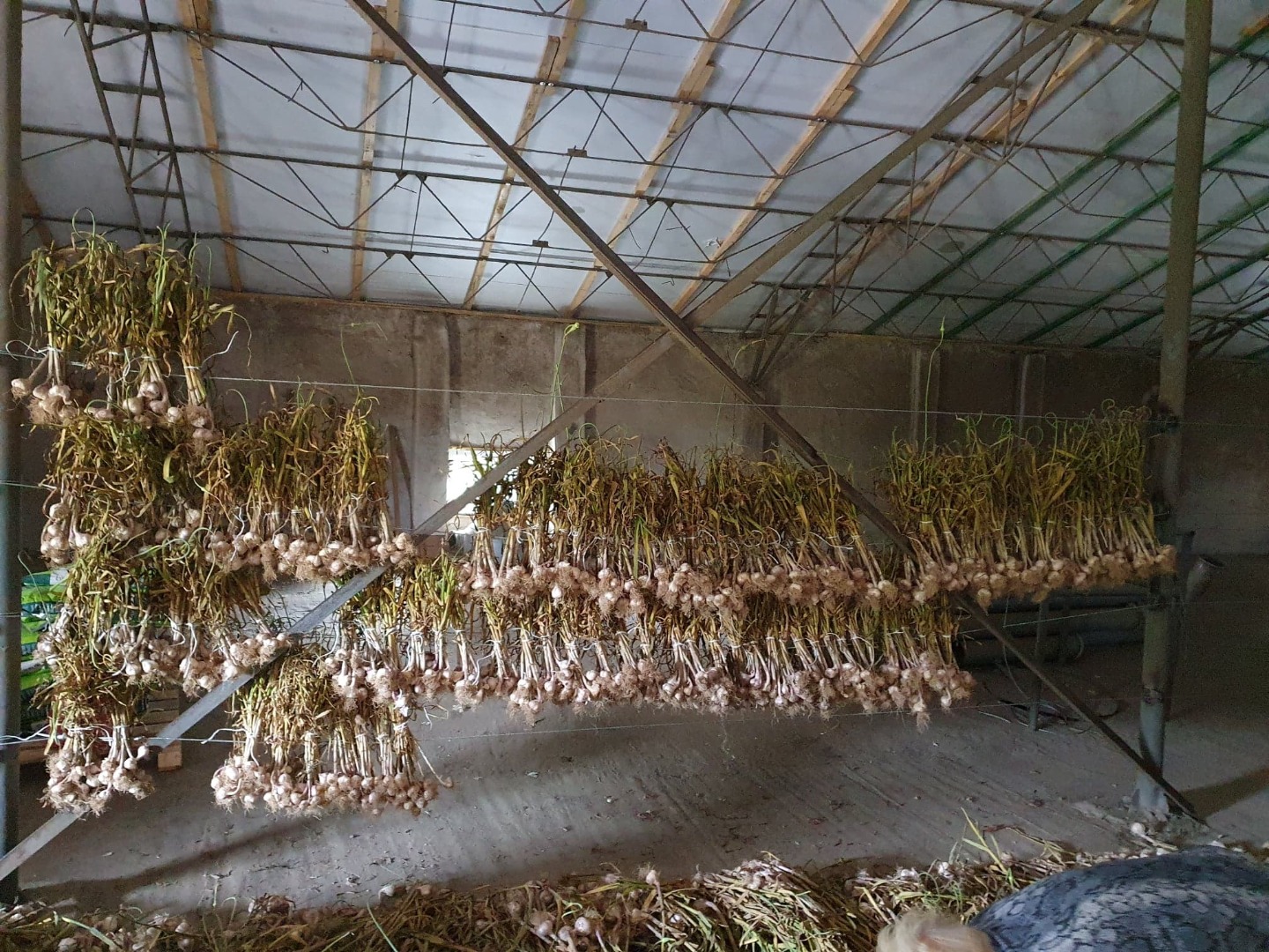 Buenos días, venderé ajo polaco, directamente desde el campo (estoy en proceso de excavar, cultivando aproximadamente 1 ha)