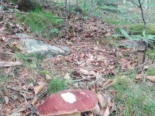 Boletus frescos mixtos