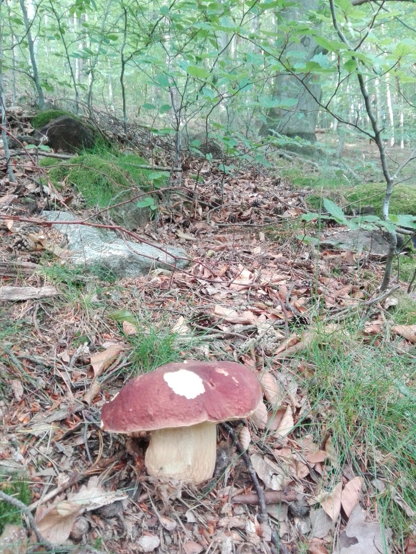 Boletus frescos mixtos