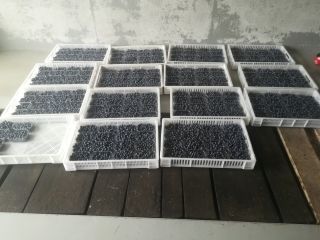 Arándanos para la venta