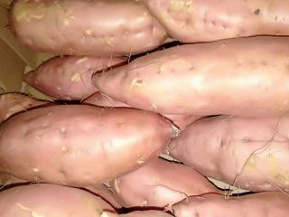 batatas frescas listas para la venta para obtener más