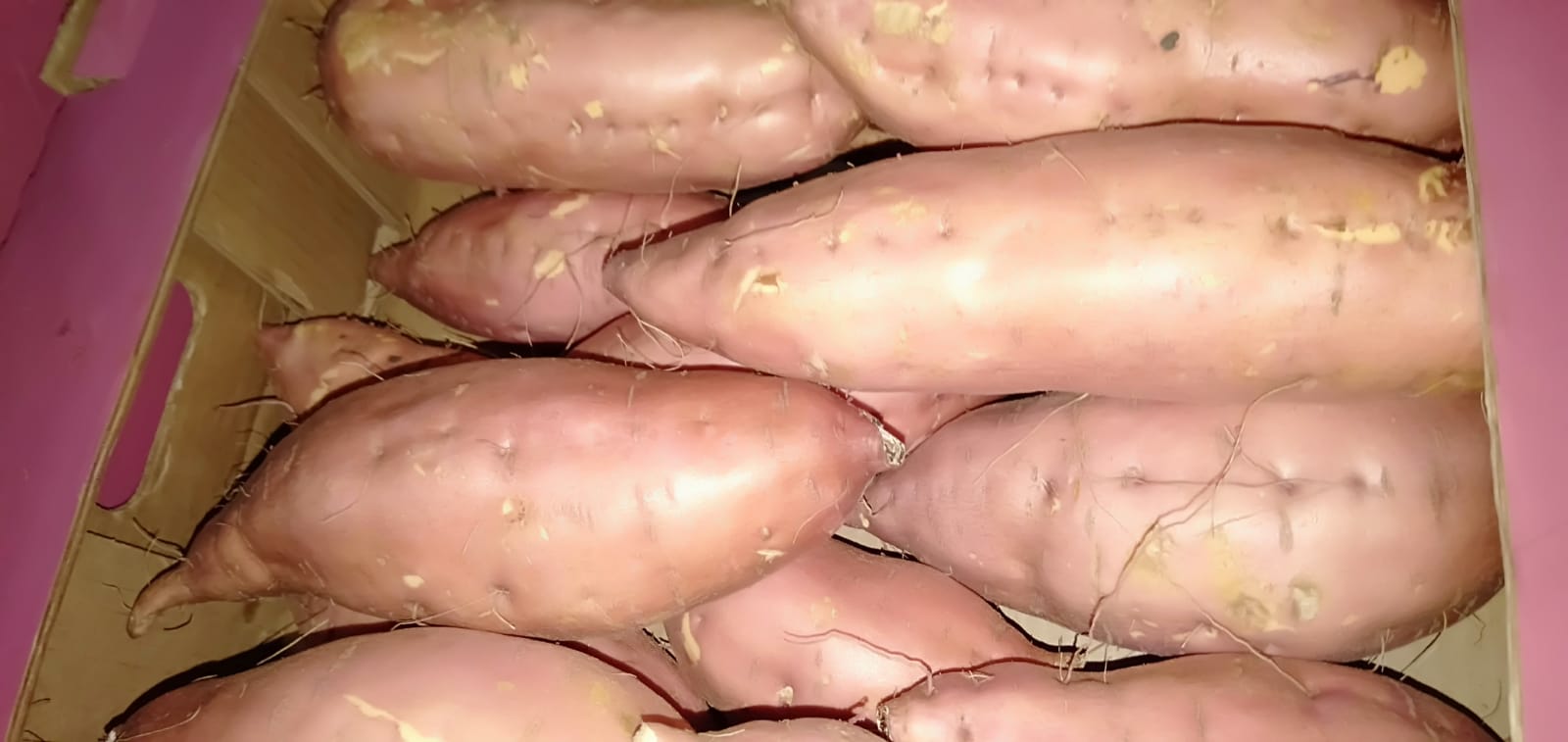 batatas frescas listas para la venta para obtener más información, comuníquese conmigo (ms / marehan): llame y whats-app