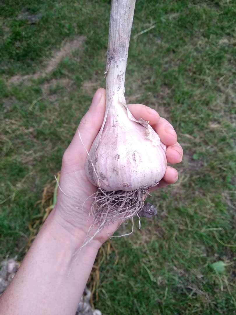 Harnaś ajo a la venta