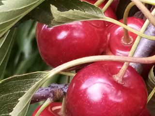 Venderé cerezas Regina, dulces y duras.