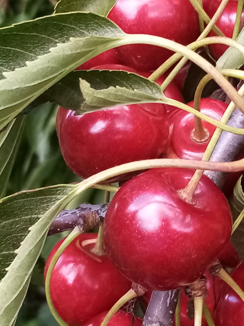 Venderé cerezas Regina, dulces y duras