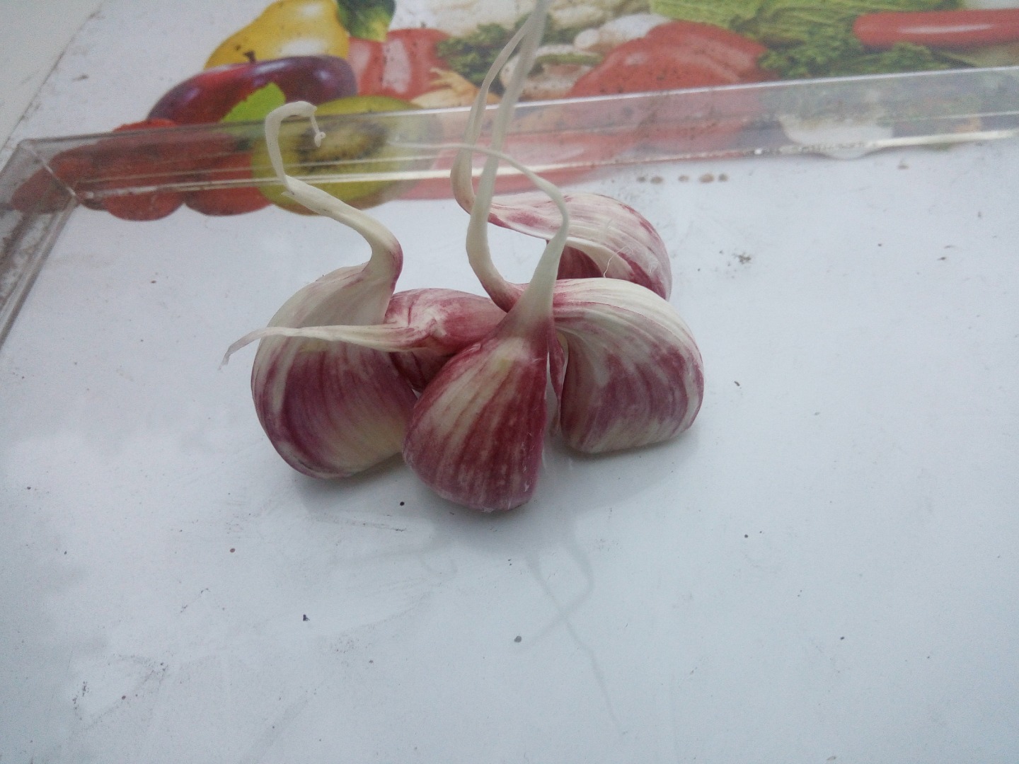 Hola, tengo a la venta variedad de ajo harnaś en calibres de 3.5cm-6.5cm o Empacado en bolsas raschel, cartones para supermercados, mangas de malla o paletas