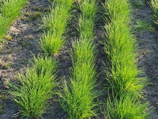 ¡Venderé cebolletas! Muy buen producto verde y saludable. Precio: