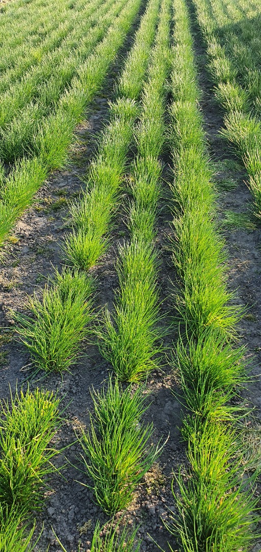 ¡Venderé cebolletas! Muy buen producto verde y saludable