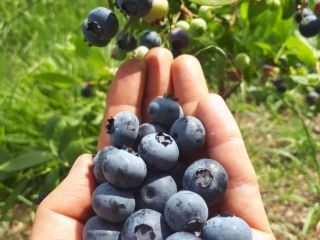 Tengo que vender arándano americano de una granja orgánica