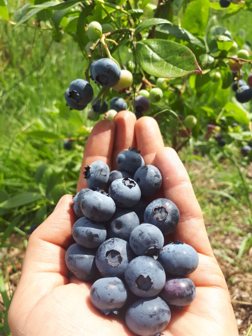 Tengo que vender arándano americano de una granja orgánica (arándano en el último año de conversión)