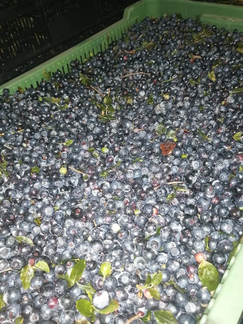 Venderé bayas negras congeladas del bosque de Bielorrusia