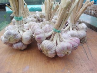 Hola, tengo a la venta la variedad de ajo