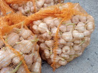 Venderé harnas de ajo la cosecha de este año.