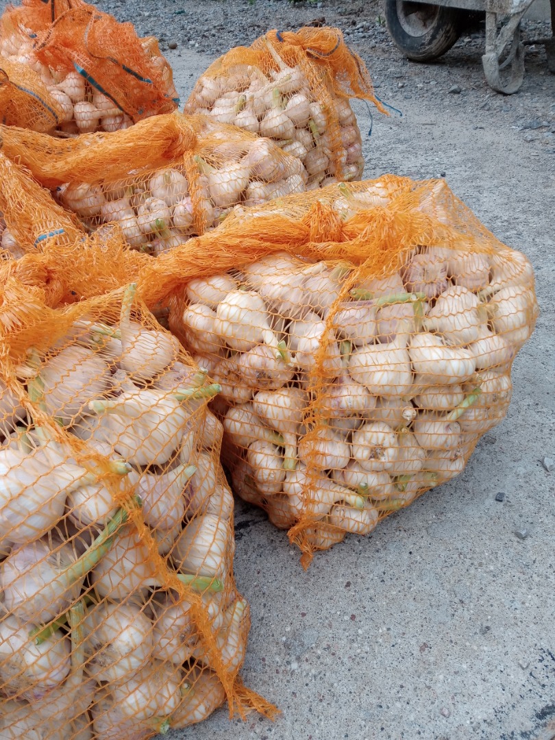 Venderé harnas de ajo la cosecha de este año