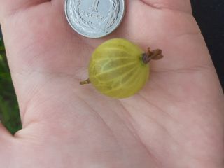 Damas y caballeros, tengo a la venta el producto