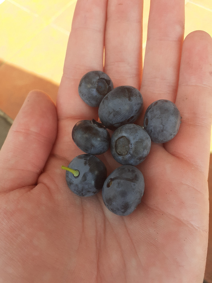 Damas y caballeros, tengo a la venta el producto que se muestra en las imágenes: un gran arándano recogido a mano