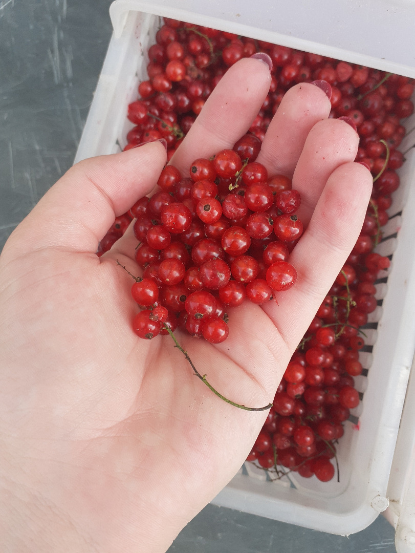 Damas y caballeros, tengo a la venta el producto que se muestra en las imágenes: grosella roja recolectada mecánicamente
