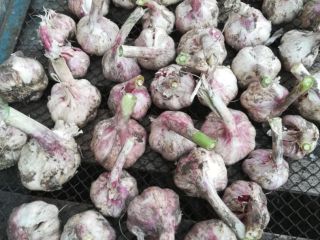 Venderé ajo directamente del campo. Precio: Ajo 45 mm