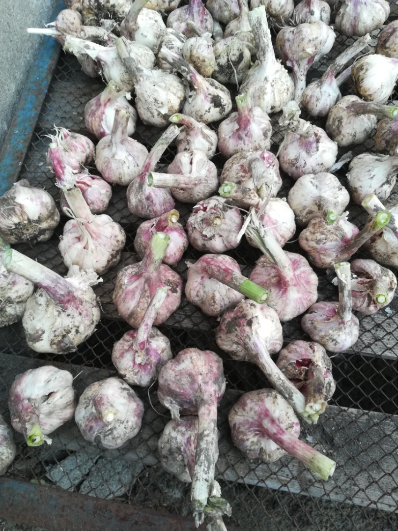 Venderé ajo directamente del campo
