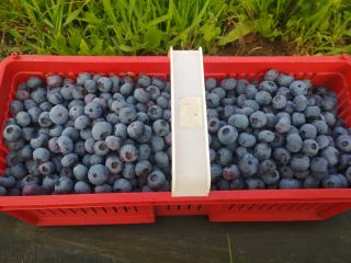 Hola, vendo arándanos de mis propias plantaciones.