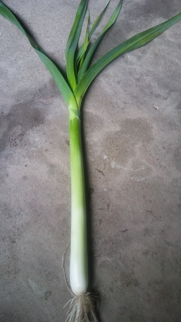 Puerro Lincoln a la venta, bandejas italianas, etc