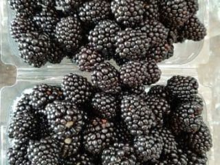 Blackberry creciendo directamente del productor
