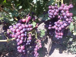 Uvas CARDINALES. La cosecha está prevista para el 10