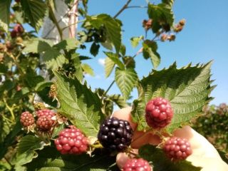 Hola, soy un productor de moras en un área