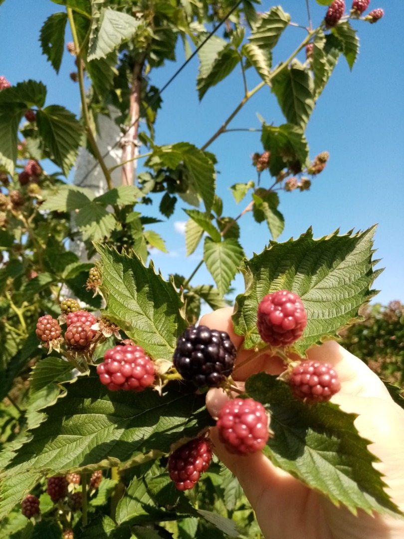 Hola, soy un productor de moras en un área de 30 áreas