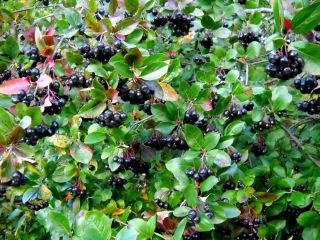 Hola, tengo 3ha de chokeberry orgánico (las pruebas se