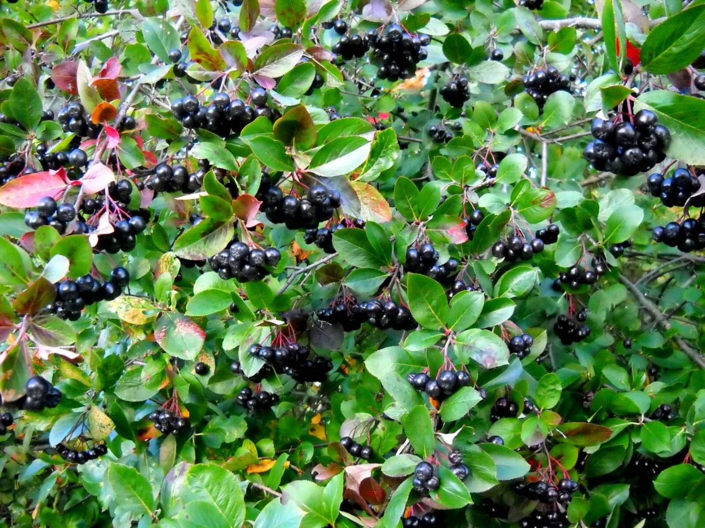 Hola, tengo 3ha de chokeberry orgánico (las pruebas se realizan todos los años - cero dosis de sustancias prohibidas)