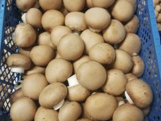 Venderé champiñones marrones, de primera clase, para que ya