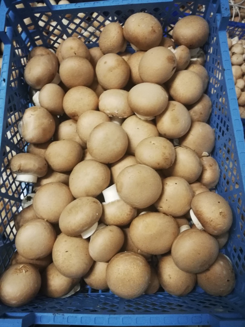 Venderé champiñones marrones, de primera clase, para que ya los recojan