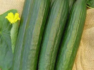Estoy buscando un productor de pepinos de invernadero para