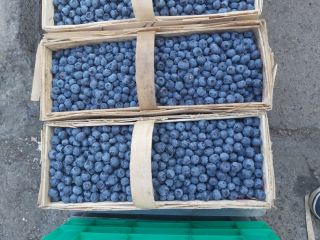 Venderé arándanos de mi propio cultivo. Okay. 500 kg