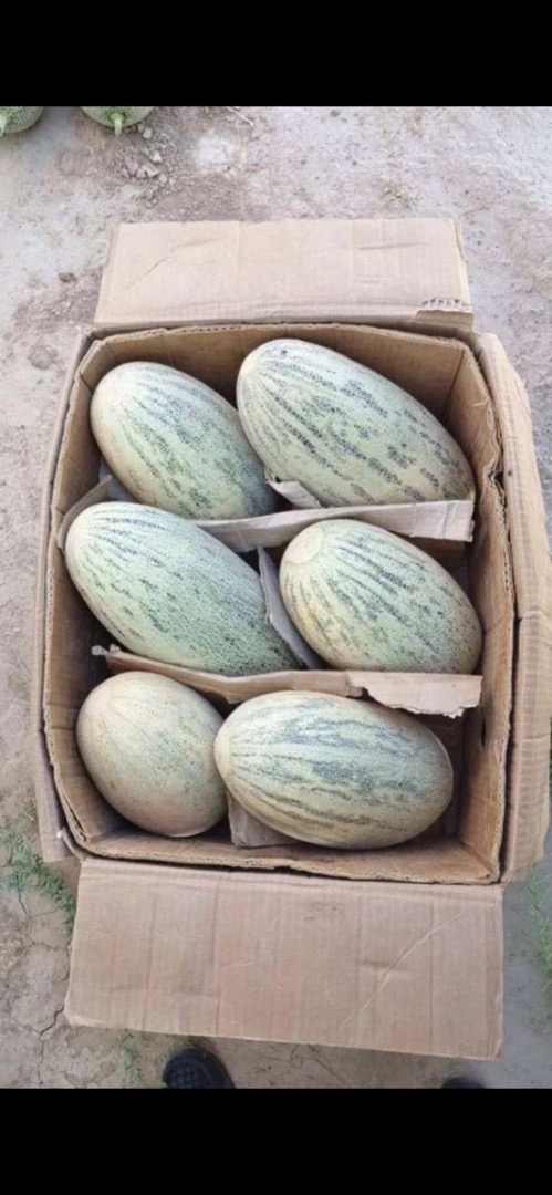 Ordenar "Torpeda", muy buenos productos, entrega urgente en 5 días!