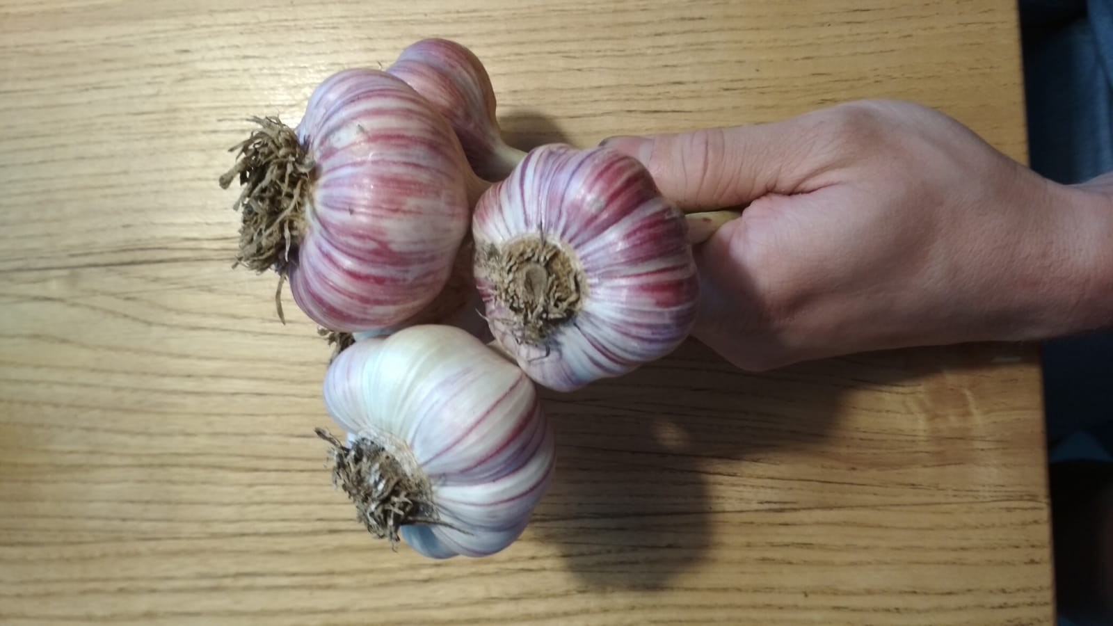 Harnaś ajo de invierno a la venta