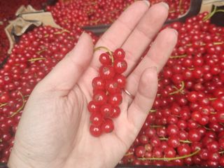 Venderé una grosella roja de postre. Hola, tengo a