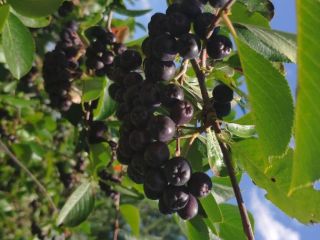 Chokeberry orgánico, fruta fresca