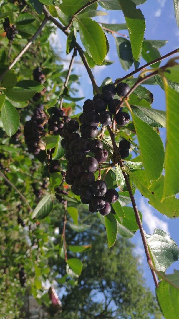 Chokeberry orgánico, fruta fresca