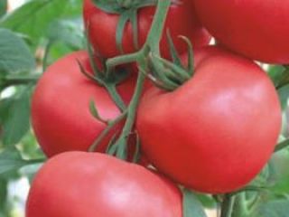 Damos la bienvenida a todos los interesados en alimentos