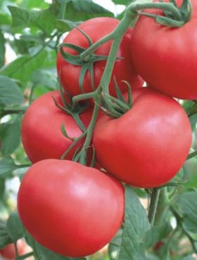 Damos la bienvenida a todos los interesados en alimentos saludables