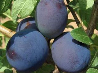 Venderé ciruelas Cacanska Rana y Lepotica. Rasgado de forma